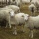 واردات و فروش انواع گوسفند نژاد رومن
