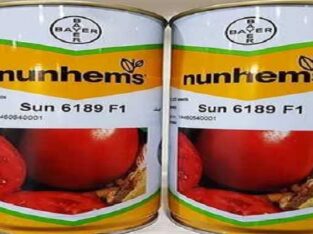 فروش بذر گوجه سانسید 6189